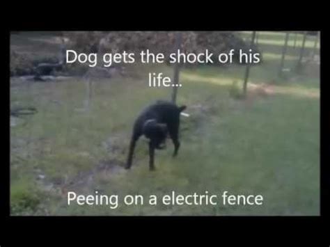 boxer dog peeing on electric fence|stop dog from peeing on fence.